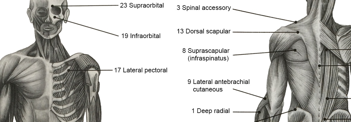 Integrative Dry Needling Courses