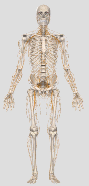 Skeletal Picture